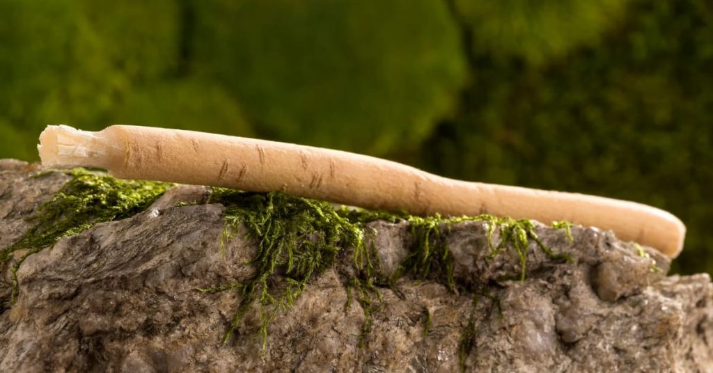 Bâton de siwak naturel posé sur une roche - Salvadora persica pour l'hygiène dentaire
